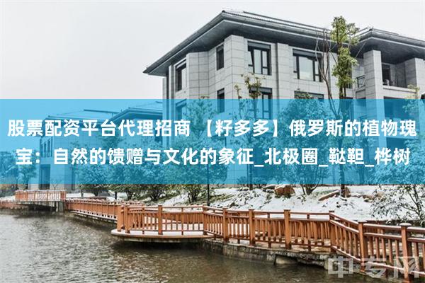 股票配资平台代理招商 【籽多多】俄罗斯的植物瑰宝：自然的馈赠与文化的象征_北极圈_鞑靼_桦树